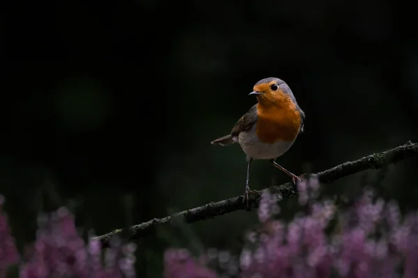 Uccello Rapace Erithacus Rubecula Nella Foresta Del Brabante Nei Paesi — Foto Stock