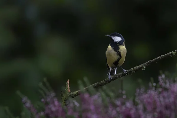 Great Tit Parus Major Forest Noord Brabant Netherlands — стоковое фото