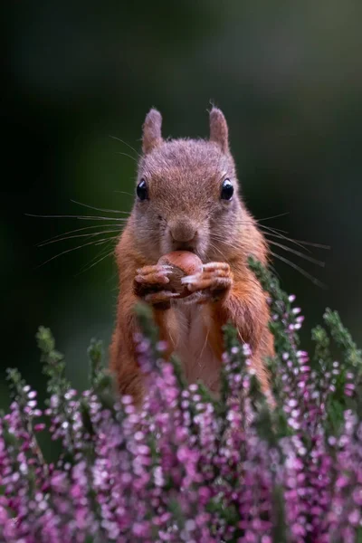 Eurazjatycka Wiewiórka Czerwona Sciurus Vulgaris Lesie Noord Brabant Holandii — Zdjęcie stockowe