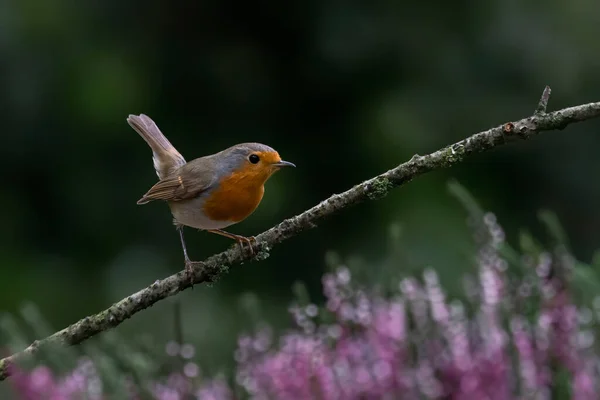 Robin Bird Erithacus Rubecula Lesie Brabant Holandii — Zdjęcie stockowe