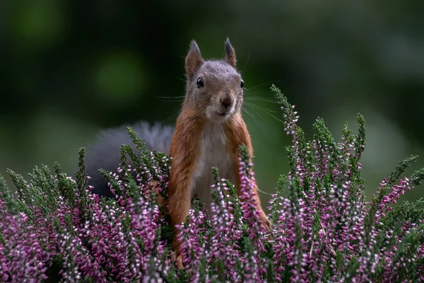 Eurazjatycka Czerwona Wiewiórka Sciurus Vulgaris Siedząca Wśród Fioletowego Wrzosu Lesie — Zdjęcie stockowe