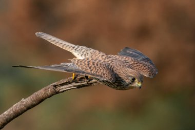 Hollanda 'daki Noord Brabant ormanında Kuzey Goshawk Yetişkinleri (Accipiter gentilis).                                                              
