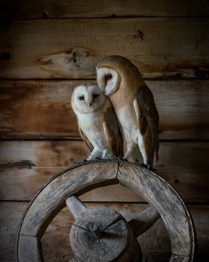 Two cute and Beautiful Barn owls (Tyto alba) sitting in an old barn. In the Netherlands. Wooden background.