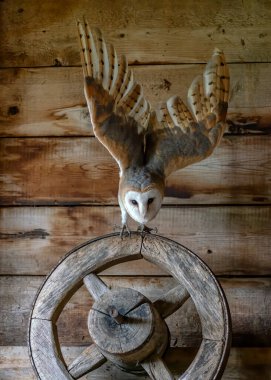 Beautiful Barn owl (Tyto alba) in an old barn. In the Netherlands. Wooden background.