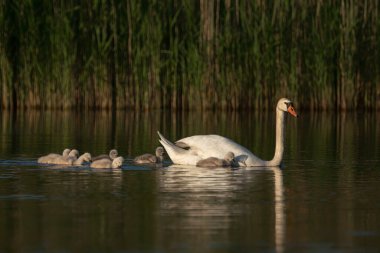 Mute Swan (Cygnus color) and chicks cubs swimming in a lake. Gelderland in the Netherlands.