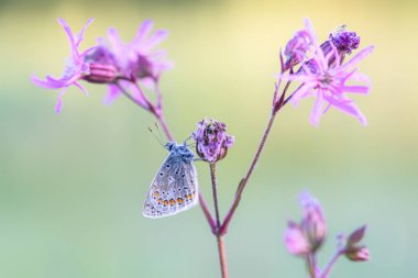 Presious and beautiful Common Blue (Polyommatus icarus) on a pink flower in summer garden. Blurry green and yellow background.
