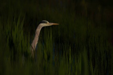 Portrait of a beautiful Grey Heron (Ardea cinerea). Green and blue background.
