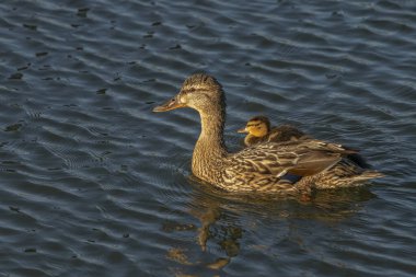 Mother duck, Female Mallard (Anas platyrhynchos) with ducklings swimming on lake surface.