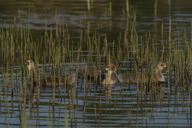             Duck babies - Spring mallard (Anas platyrhynchos) ducklings swimming. Ducklings in water                   
