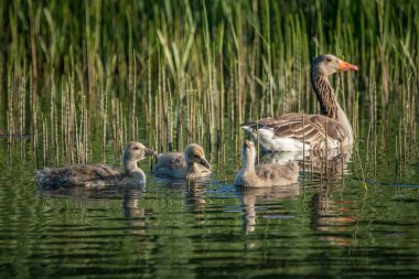 Anne ördek, Dişi Mallard (Anas platyrhynchos) ve göl yüzeyinde yüzen ördek yavruları. Hollanda 'da Gelderland.