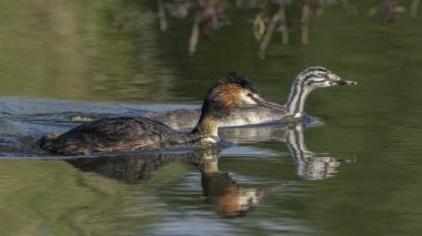 Great Crested Grebe, su kuşu (Podiceps kristali). Yavrusu olan büyük ibikli bir yaban domuzu. Great Crested Grebe (Podiceps kriterleri) beslenen civciv.