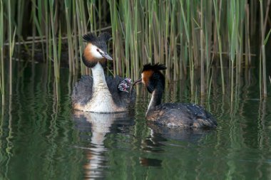 Büyük tepeli batağan, su (Podiceps cristatus) 