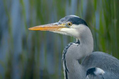 Portrait of a beautiful Grey Heron (Ardea cinerea). Green and blue background.