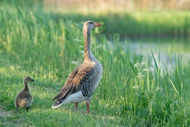 Parent greylag geese out with their young goslings. Goose with goslings standing on grass
