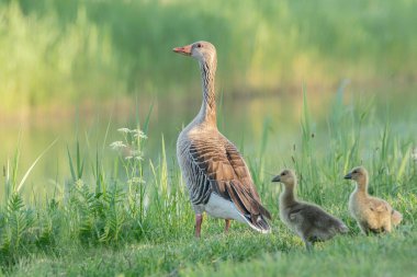 Parent greylag geese out with their young goslings. Goose with goslings standing on grass