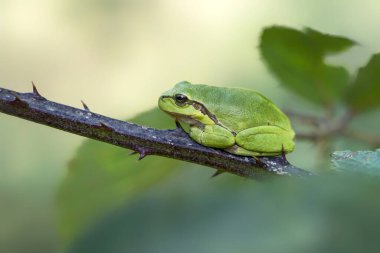 Hollanda 'nın Noord Brabant kentindeki ormanda Avrupa Ağaç Kurbağası (Hyla arborea)