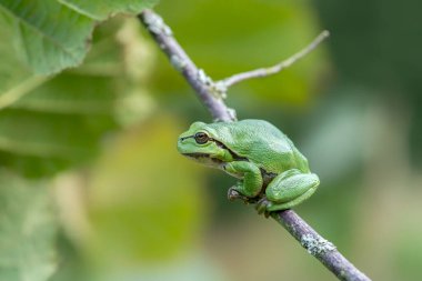 Hollanda 'nın Noord Brabant kentindeki ormanda Avrupa Ağaç Kurbağası (Hyla arborea)