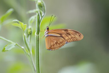 Banded Orange butterfly (Dryadula phaetusa) on a plant. Tropical butterfly.
