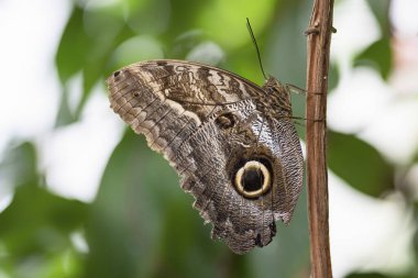 Beautiful blue Morpho (Morpho menelaus) on a branch in the amazon rainforest in South America. Presious Tropical butterfly. Blurry bokeh background. Tropical Butterfly.