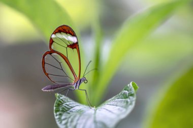 Güzel Glasswing Kelebeği (Greta oto) bir yaz bahçesinde. Güney Amerika 'daki Amazon yağmur ormanlarında. Başkan Tropikal Kelebek.