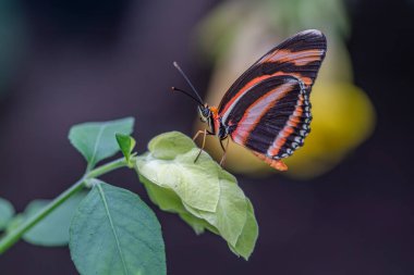 Banded Orange butterfly (Dryadula phaetusa) on  leaves of a plant. Tropical butterfly.