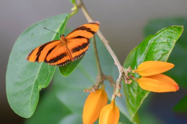 Banded Orange butterfly (Dryadula phaetusa) on a flower. Tropical butterfly.