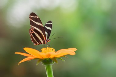 Zebra uzun kanatlı kelebek (heliconius charithonia) bir yaz bahçesinde güzel bir çiçek üzerinde. Güney Amerika 'daki Amazon yağmur ormanlarında. Başkan Tropikal Kelebek.