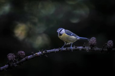 Great Tit (Parus major) on a branch in the forest of Noord Brabant in the Netherlands.                                                                                                             