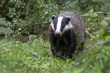 Close-up of a beautiful European Badger (Meles meles) near its burrow in the forest, Germany, Europe 