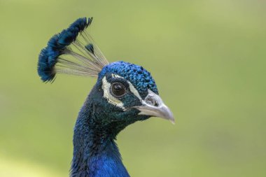 Close up view of The Indian peafowl or blue peafowl (Pavo cristatus), a large and brightly coloured bird, is a species of peafowl native to South Asia