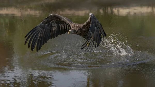  Beyaz kuyruklu kartal (Haliaeetus albicilla) bir avı sudan çıkarır. Yırtıcı kuş, doğal ortamdaki hayvan, vahşi yaşam, büyük kanatlar..                                