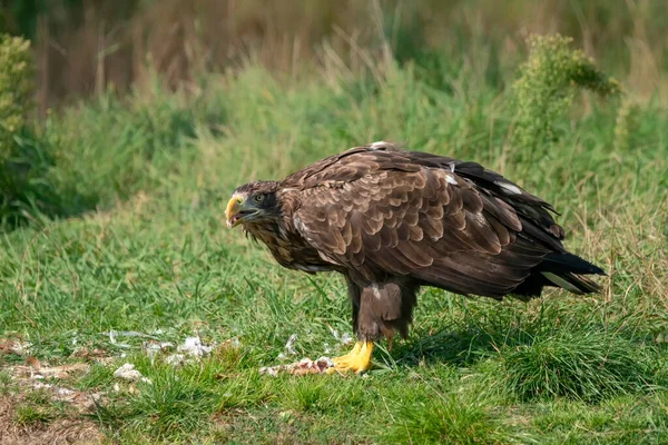 Белохвостый Орёл Haliaeetus Albicilla Ест Добычу Европе Хищные Птицы Морской — стоковое фото