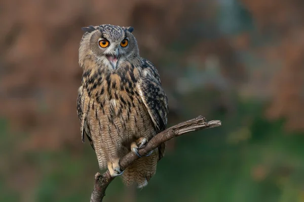 Beautiful Long Eared Owl Asio Otus Forest Noord Brabant Netherlands — Fotografia de Stock
