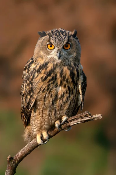 Beautiful Long Eared Owl Asio Otus Forest Noord Brabant Netherlands — Foto de Stock