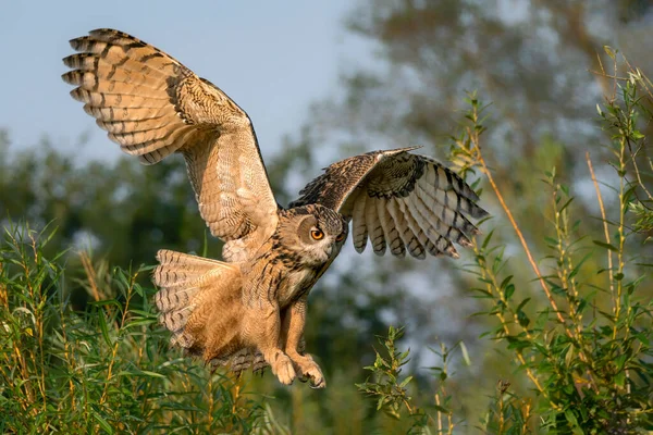 Beautiful Huge European Eagle Owl Bubo Bubo Flight Attack Action — Foto de Stock
