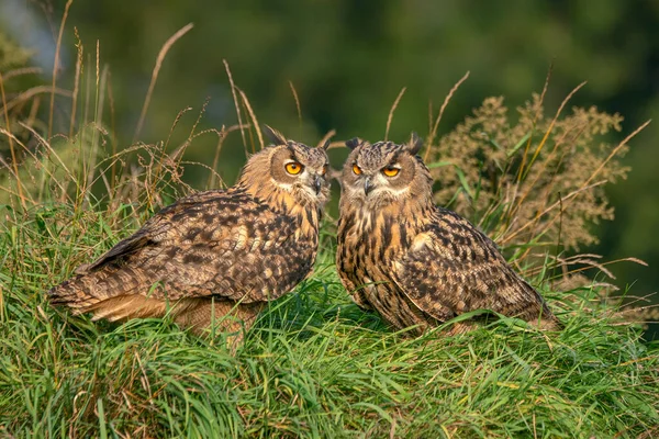 Two Beautiful Huge European Eagle Owls Bubo Bubo Sitting Together — Stock Photo, Image