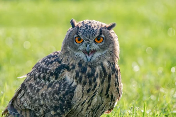 Hermosa Los Búhos Orejas Largas Asio Otus Sentados Una Rama — Foto de Stock