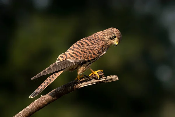 Volwassene Van Northern Goshawk Accipiter Gentilis Het Noord Brabantse Bos — Stockfoto