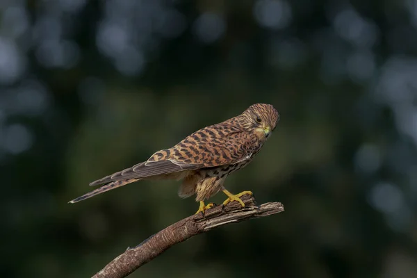 Ενήλικες Του Northern Goshawk Accipiter Gentilis Στο Δάσος Noord Brabant — Φωτογραφία Αρχείου