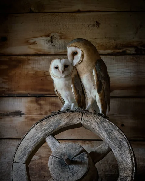 Two cute and Beautiful Barn owls (Tyto alba) sitting in an old barn. In the Netherlands. Wooden background.