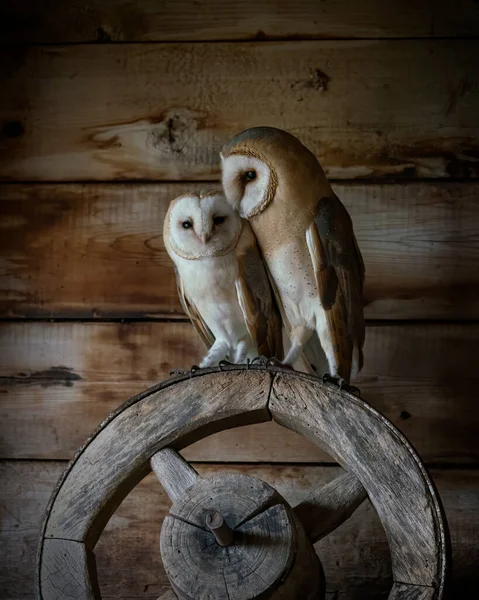 Two Cute Beautiful Barn Owls Tyto Alba Sitting Old Barn — Stock Photo, Image