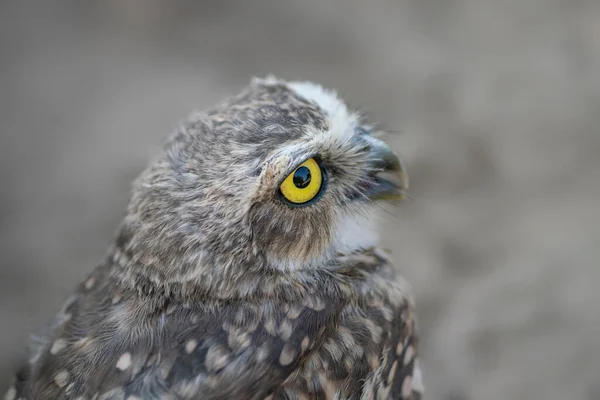 Cute Burrowing Owl Athene Cunicularia Noord Brabant Netherlands — Stock Photo, Image