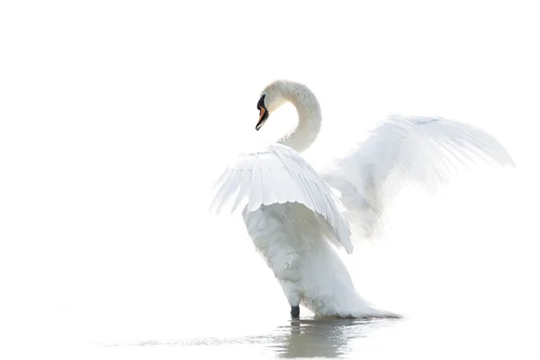 Mute Swan Cygnus Olor Gelderland Netherlands — Stock fotografie