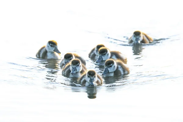 Duck Babies Spring Mallard Anas Platyrhynchos Ducklings Swimming Ducklings Water — Stock Photo, Image