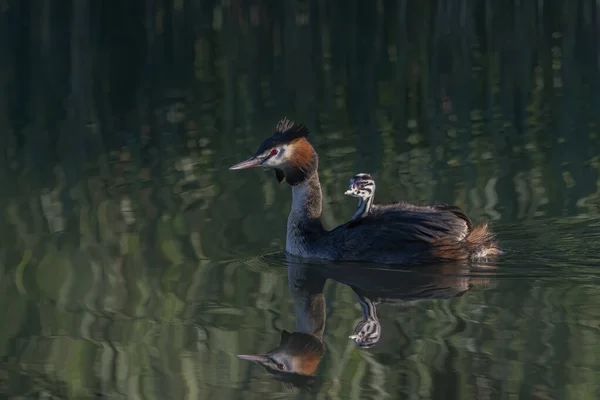 Great Crested Grebe Waterbird Podiceps Cristatus Juvenile Young Chick Gelderland — Stock Photo, Image
