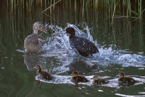 Coot Fulica Atra Attacks Duck Anas Platyrhynchos Her Ducklings Mother — Stockfoto