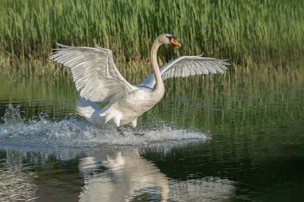 Cisne Mudo Cygnus Olor Gelderland Nos Países Baixos — Fotografia de Stock