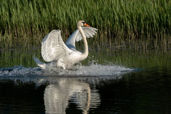 荷兰Gelderland的Mute Swan Cygnus Olor — 图库照片