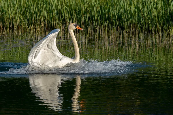 Mute Swan Cygnus Olor Gelderland Netherlands — Fotografia de Stock