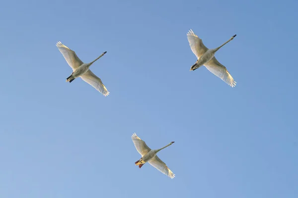 Three Flying Mute Swans Cygnus Olor — Fotografia de Stock